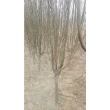 找树网-'宋少荣'头像