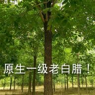 找树网-'福元苗木'头像