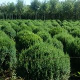 找树网-'天津蓟县春色苗木基地'头像