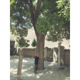 找树网-'甘肃省庆阳市正宁县榆林子镇苗木'头像